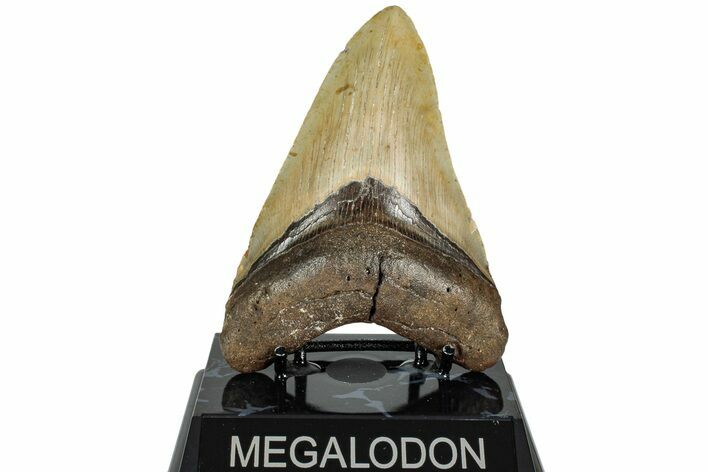 Serrated, Fossil Megalodon Tooth - North Carolina #236749